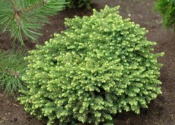 Picea abies Little Gem / Fészekfenyő törpefenyő